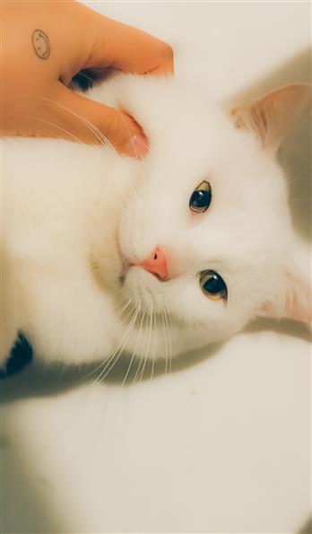 手机壳