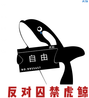 T恤