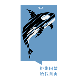 T恤